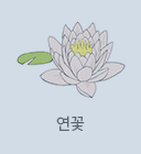 연꽃